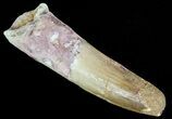 Spinosaurus Tooth - Real Dinosaur Tooth #63650-1